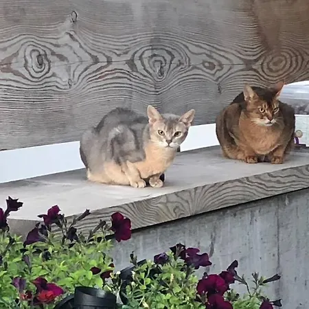 Apartmán Loft 100m2, Im Oekohaus In *